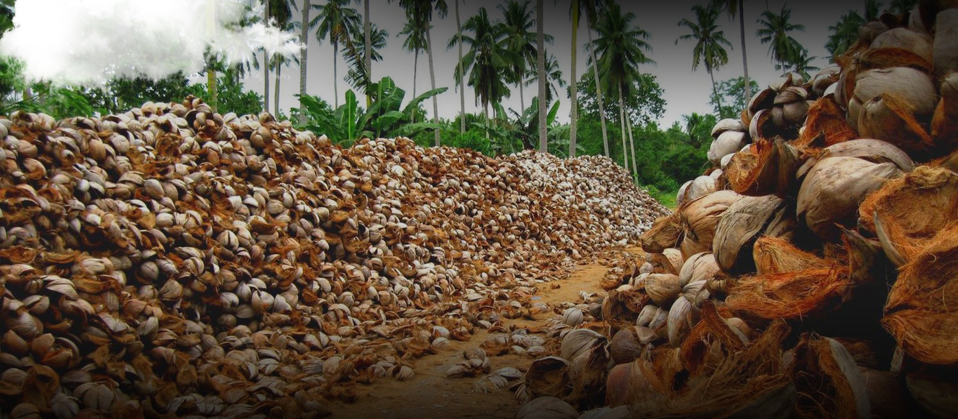 Coconut-Suppliers-and-Coconut-peat-Suppliers-in-coimbatore