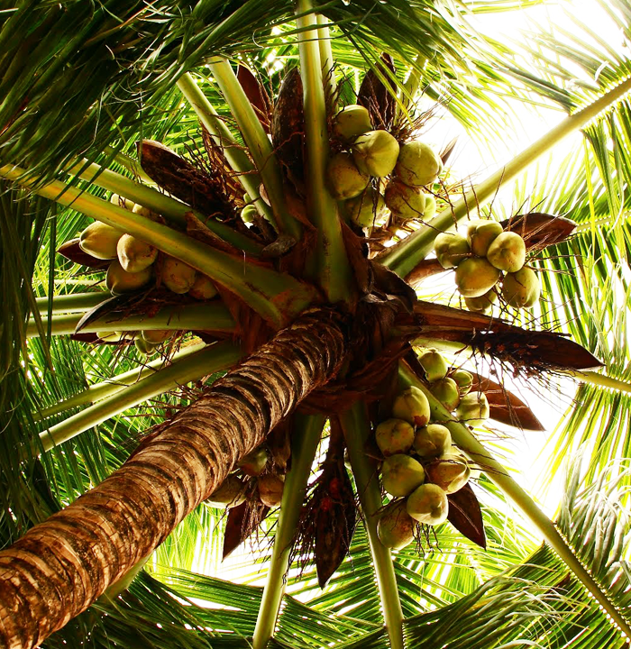 Coconut-Suppliers-and-Coconut-peat-Suppliers-in-coimbatore